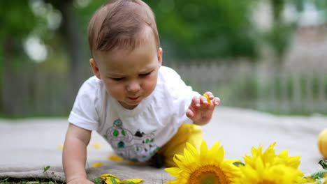 baby boy touches sunflowers scattered in front of him. cute curious kid crawling by the plaid on the ground exploring the environment. blurred backdrop.