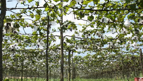 grapes growing in vineyard, tilt up reveal