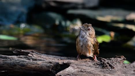 The-Abbot’s-Babbler-is-found-in-the-Himalayas-to-South-Asia-and-the-Southeast-Asia