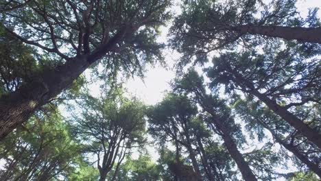 POV-Spaziergang-Durch-Den-Wald-Mit-Sonnenstrahlen