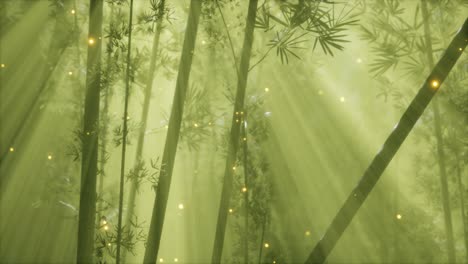 asian bamboo forest with morning fog weather