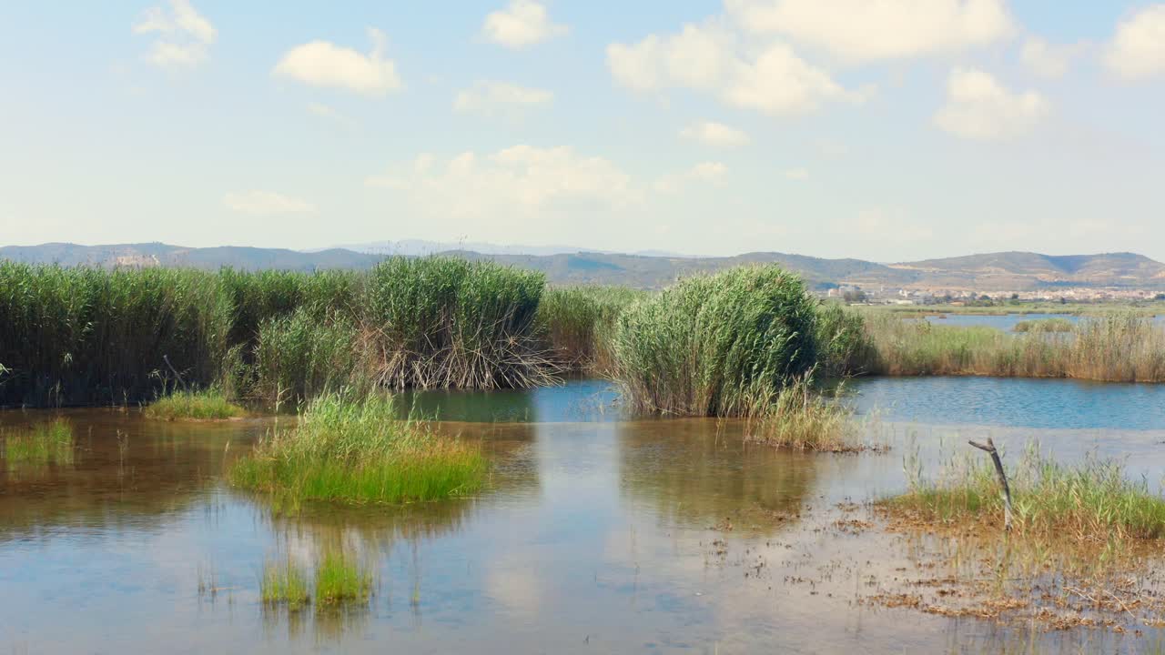 toma de cardán de pantanos, juncos, agua y montañas caminando de lado en un día soleado de verano