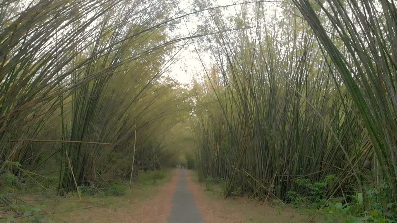 트리니다드 토바고 섬에 대나무 성당 형성