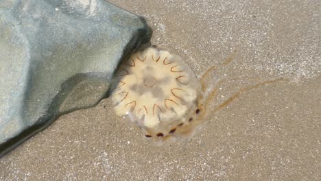 Vida-Silvestre-De-Medusas-Transparentes-Varada-En-La-Orilla-De-La-Playa-De-Arena-Seca-Dolly-Izquierda