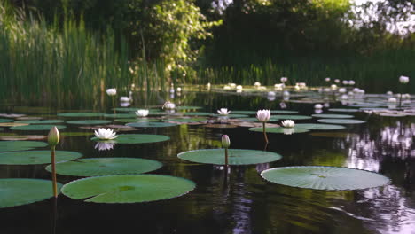 peaceful pond with white water lilies and green pads