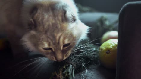 cat investigating fruits and herbs