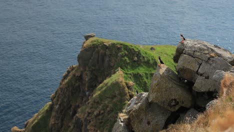 papagayo atlántico (fratercula arctica), en la roca de la isla de runde (noruega).