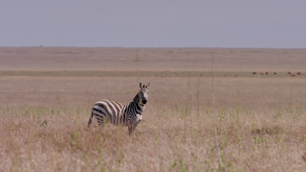 Ampia panoramica di una zebra che cammina attraverso la prateria
