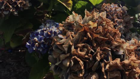 a dead and brown flower rustling gently in the breeze