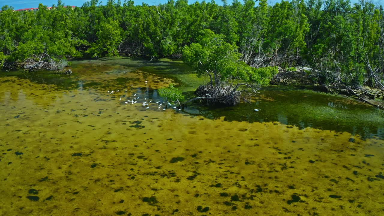 Água rasa com trechos de ervas marinhas e uma densa floresta de manguezais que abriga um grupo de aves limícolas brancas em um habitat tropical costeiro, ilustrando uma rica biodiversidade