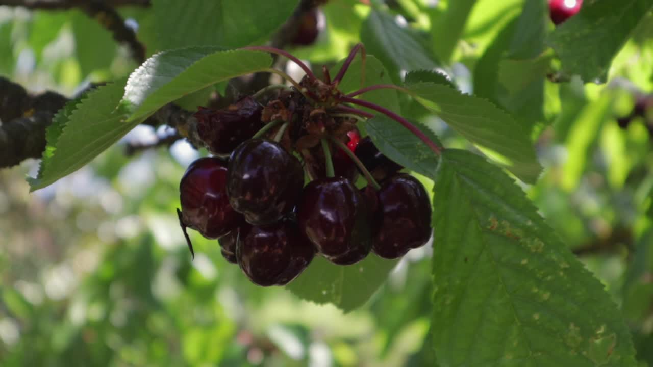 un montón de cerezas colgando de una rama listas para ser cosechadas durante el ventoso día de verano
