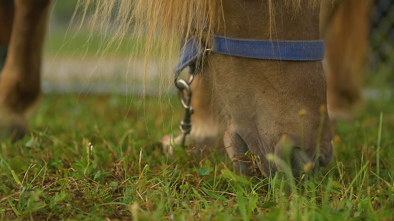 Horses are nibbling through the grass. There noses are to the ground eating in slow motion.