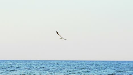 seagull flying in the blue sky. slow motion