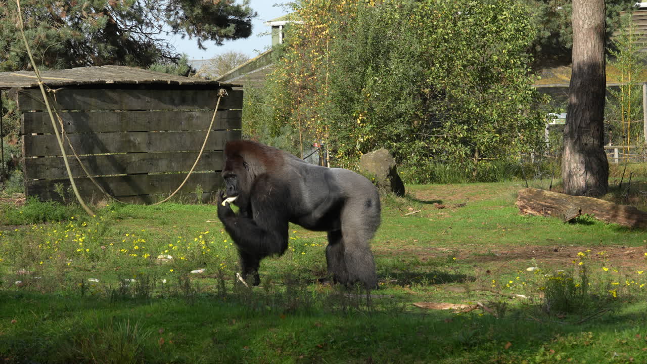 Gorilla che raccoglie cibo gettato a terra al Safaripark Beekse Bergen nei Paesi Bassi.