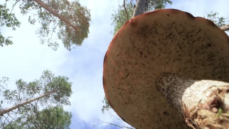 Bottom-up-view.-A-noble,-royal-mushroom.-White-mushroom-boletus.