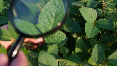 an agronomist examines the growth of soybeans in a 4k 2025 07 24 07 05 18 utc.mov | agribusiness, agriculture, agronomist, agronomy