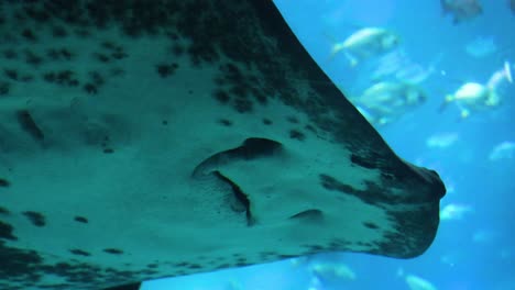 underwater view of a stingray swimming