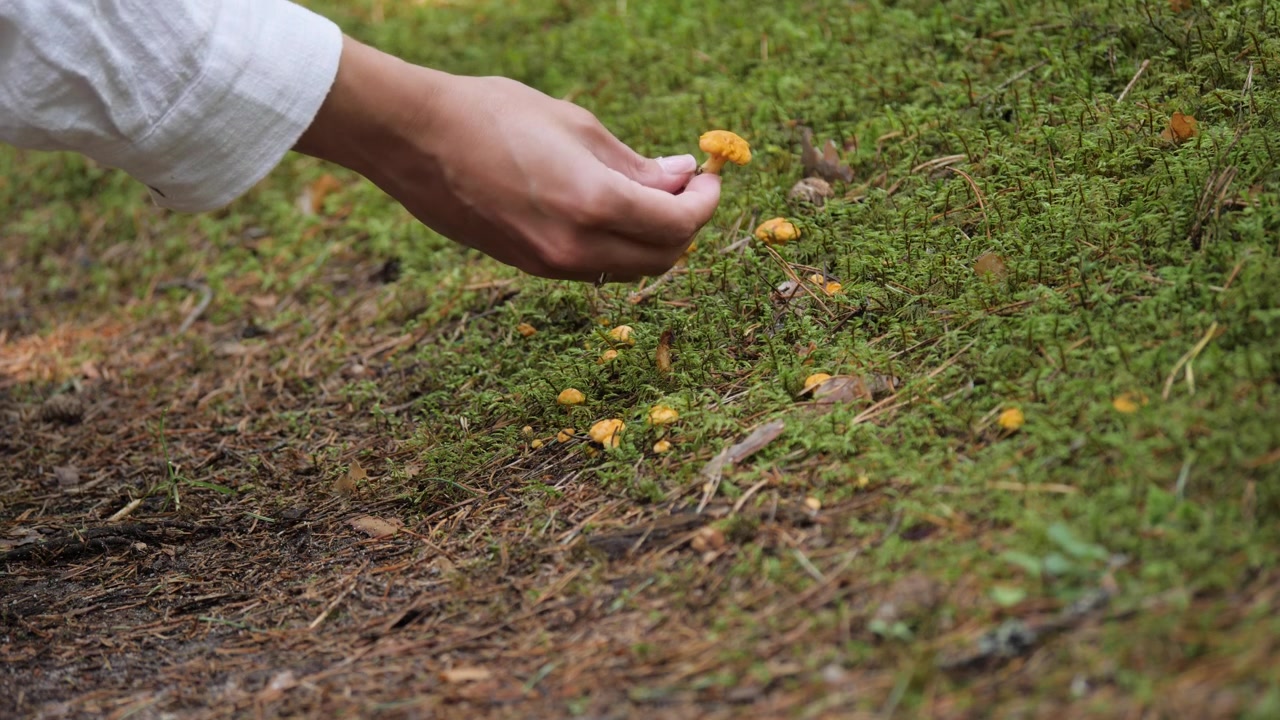 Close-up shot of a woman's hand reaching down to pick a wild yellow chanterelle mushroom growing on a mossy forest floor while hiking