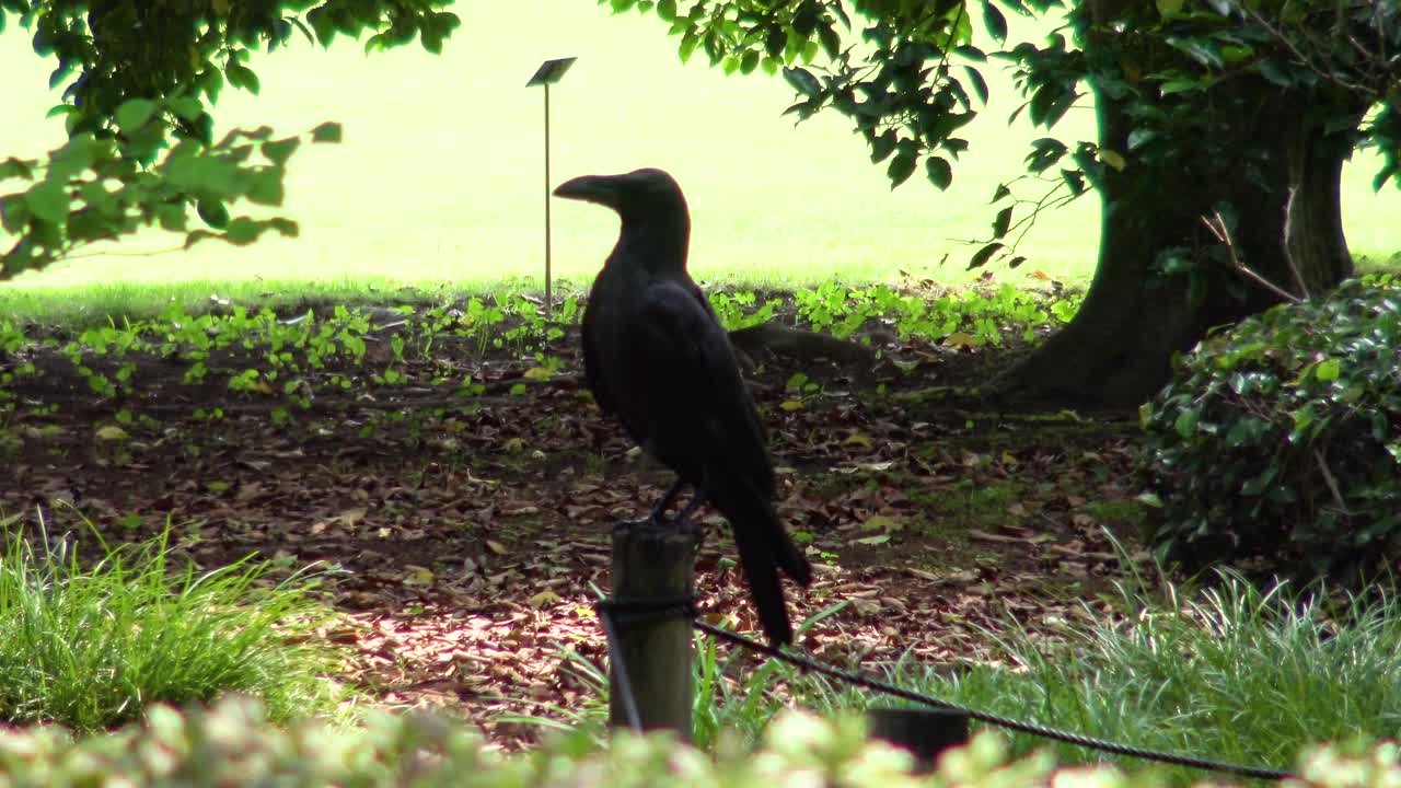 ворона, сидящая на скамейке