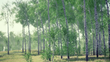 lush green birch forest with mist creating a serene atmosphere in morning light