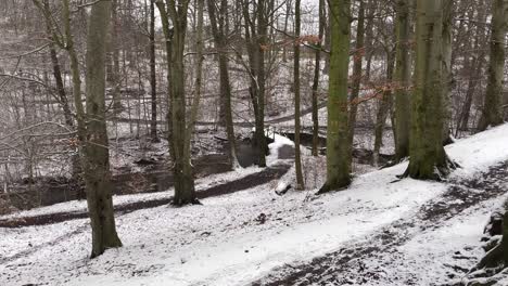 Nevando-Afuera-En-El-Bosque-Sueco