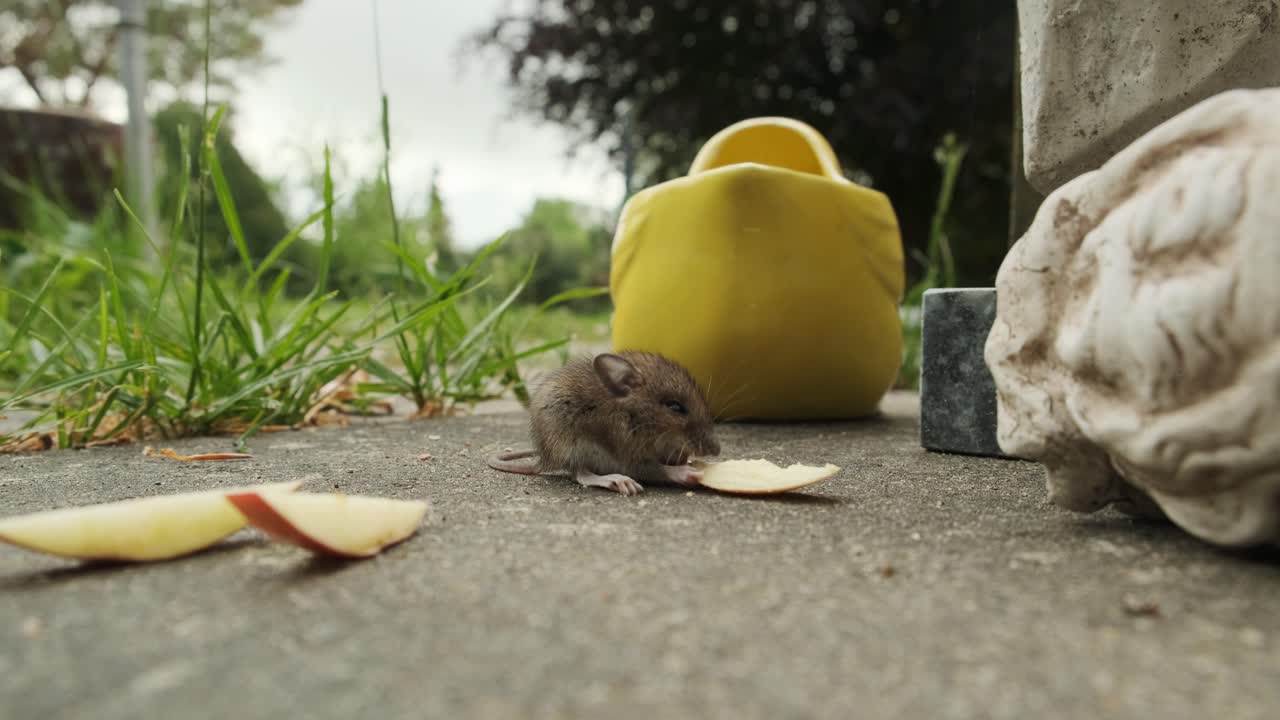 Topo carino e piccolo che mangia una mela in giardino, grandangolo.
