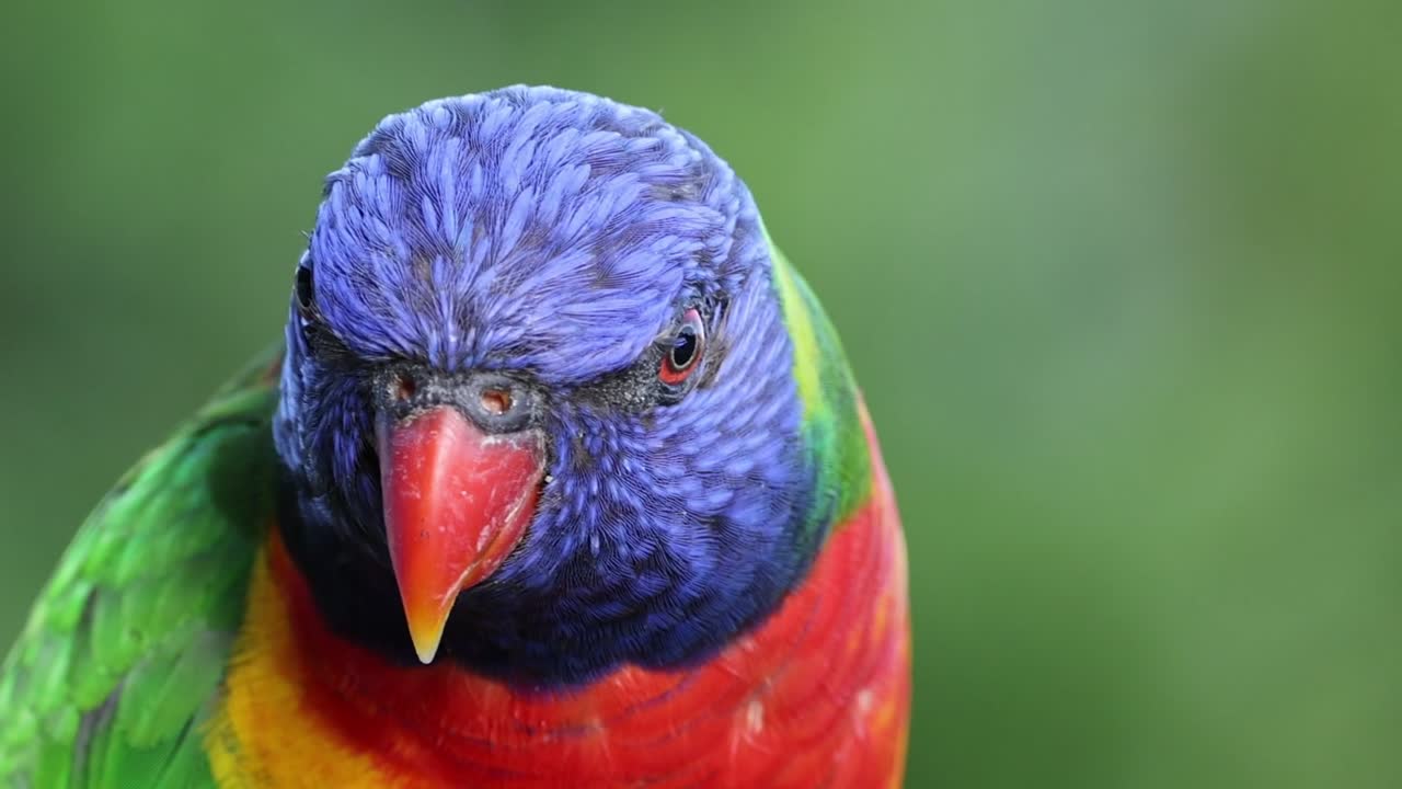 주변 환경과 상호 작용하는 활기찬 무새
