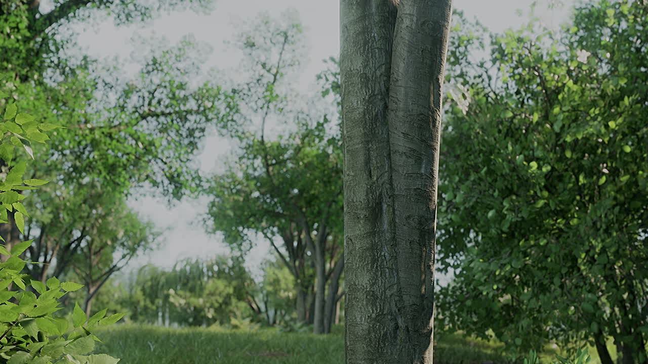 아름다운 공원에서 해가 뜨고