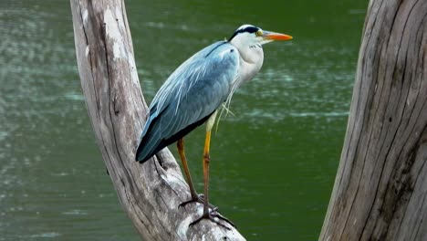 a bird sitting calm in a tree branch at backside of flowing water