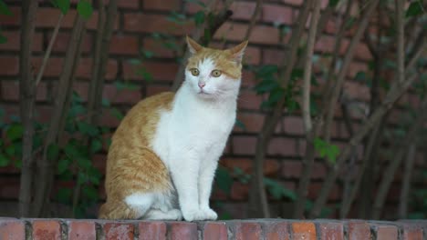 close-up of cat sitting on the ground