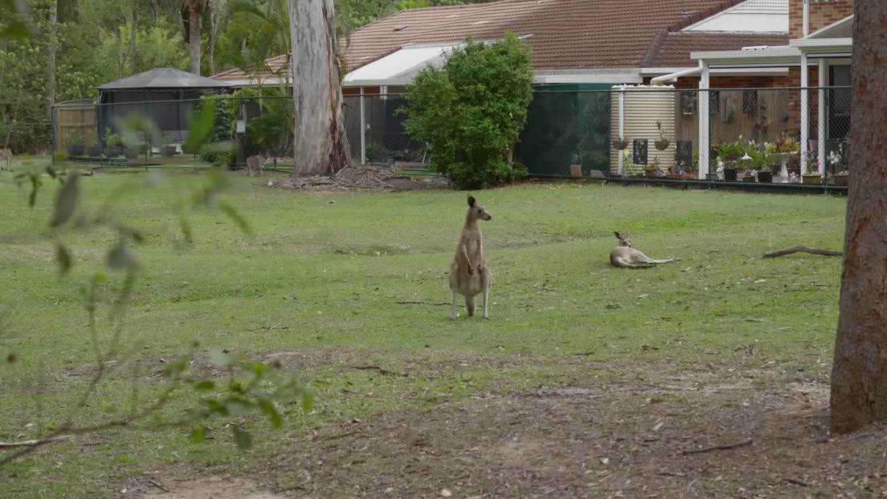 Canguro in un campo erboso in zona residenziale, mammifero erbivoro Australia