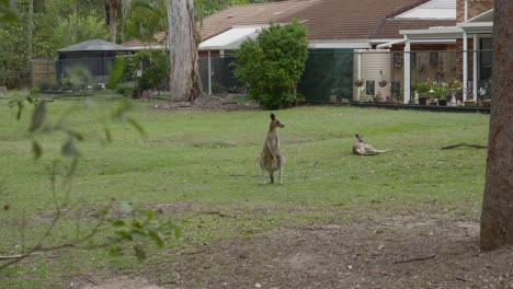 kangaroo in residential area grass field, herbivore mammal australia