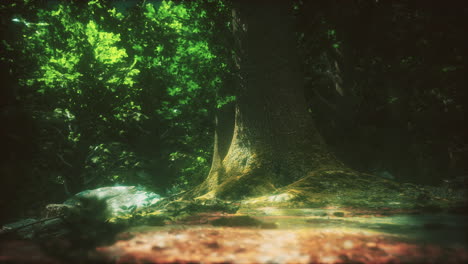 mysterious forest floor