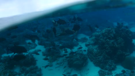 surface of the water in slow motion. french polynesia moorea