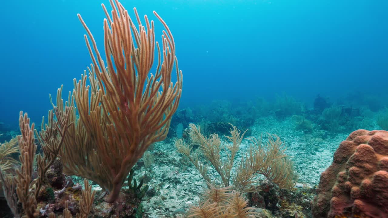 Intricate Sea Fan Swaying Gracefully on a Vibrant Coral Reef — Peaceful Tropical Underwater Scenery with Detailed Marine Life — Captured in Stunning 4K 60 FPS for Stock Footage