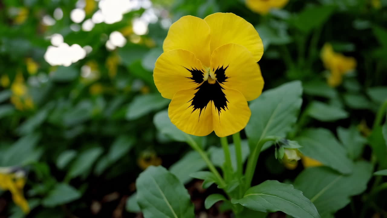Yellow Pansy with a Face-Like Pattern