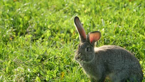 a rabbit in a grassy field