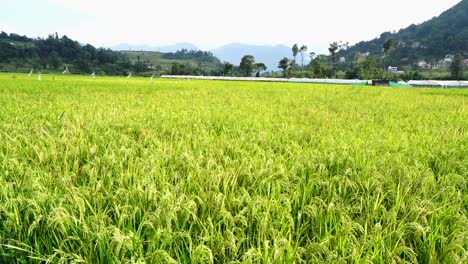 aerial view of paddy farmland in lalitpur, nepal.