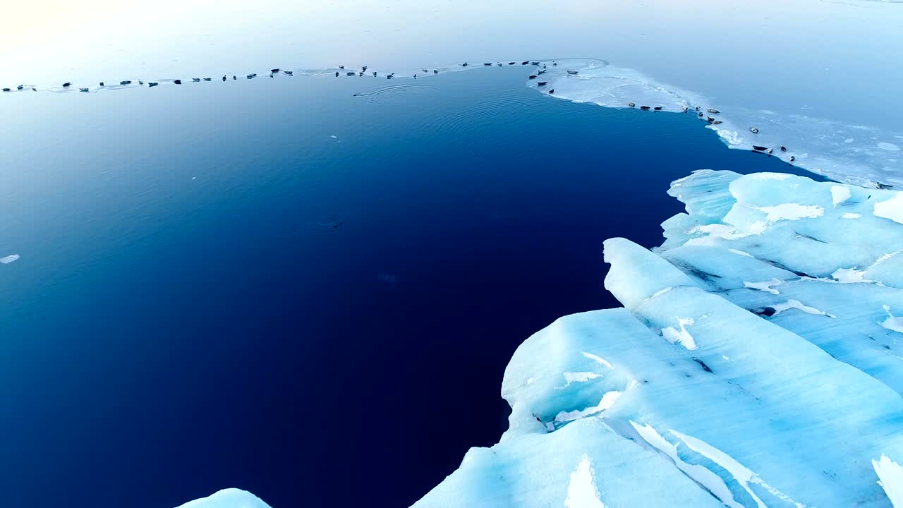 vista panorámica con un dron de un iceberg blanco en islandia. las focas están en el hielo blanco en el fondo.