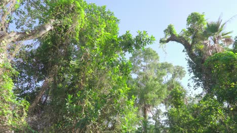 south florida tropical hardwood hammock trees landscape walk with blue sky
