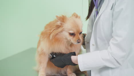 veterinarian examining a dog