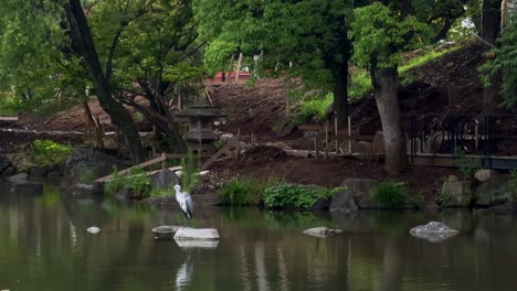 una garza se encuentra en una roca en un estanque de parque sereno rodeado de árboles verdes y naturaleza