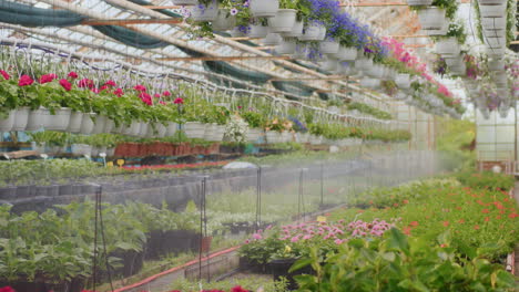 water spraying on various plants at greenhouse