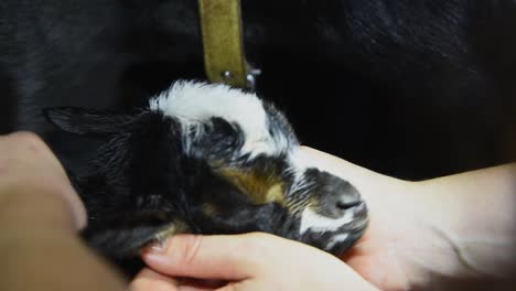 Woman-sweetly-holds-the-baby-newborn-goat-that-has-blue-eyes-while-she-pets-it-and-the-mom-licks-its-head