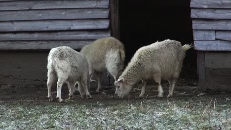 ziegen, die den winter essen berlin tiergrten neukoelln deutschland hd 6 sekunden 00111_1