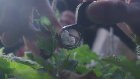 Close-up-of-hands-and-magnifying-glass-examining-plant