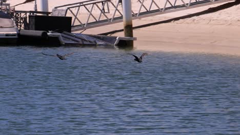 birds in motion near boats and a pier