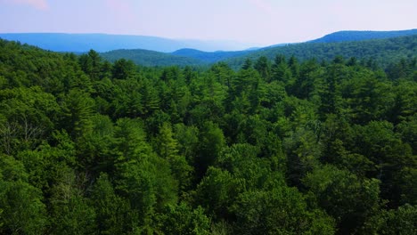 Imágenes-De-Video-De-Drones-Aéreos-De-Un-Bosque-De-Pinos-Coníferos-En-Las-Montañas-Catskill-Durante-El-Verano