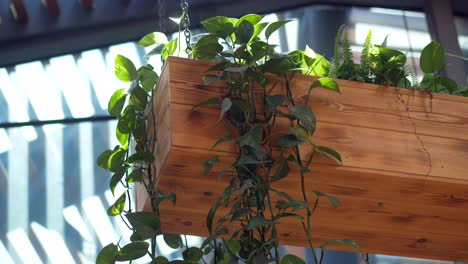 hanging wooden planter with lush green plants