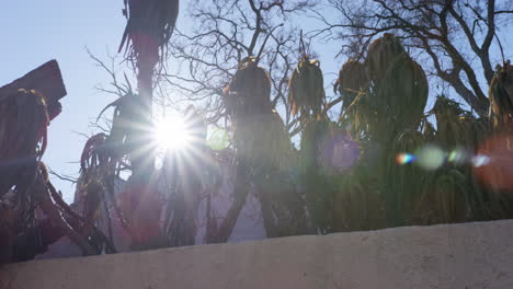 Verbrannte-Pflanzen-Mit-Hintergrundbeleuchtung-Von-Der-Sonne-In-Malibu,-Kalifornien